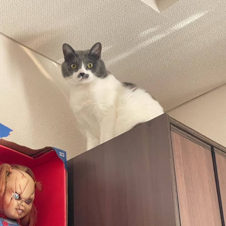 41bf0cb3 a724 4ac4 b1c8 7b669259d0d9 1668665667608