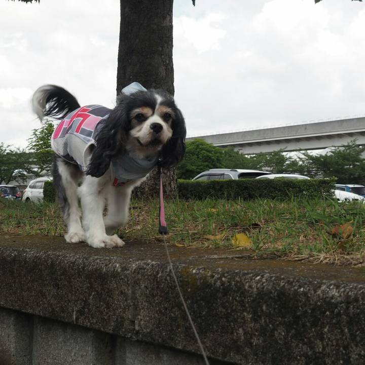 41bf458a 2ee6 41cb a3bb b86d2930bf61 1532836283731