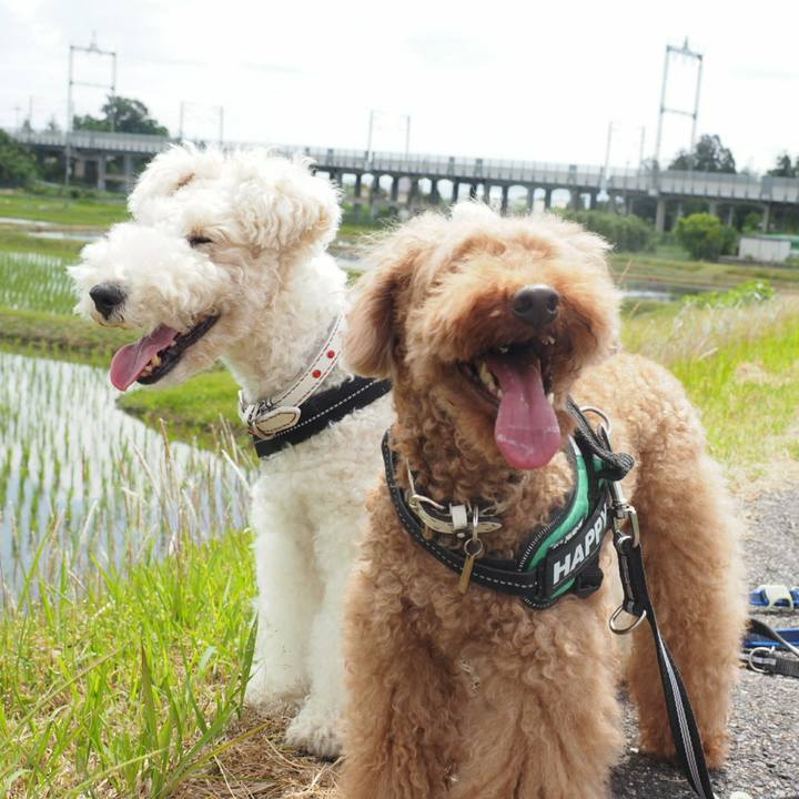 41c0aa30 b54b 4686 9c24 20df83b16fc5 1528104273771