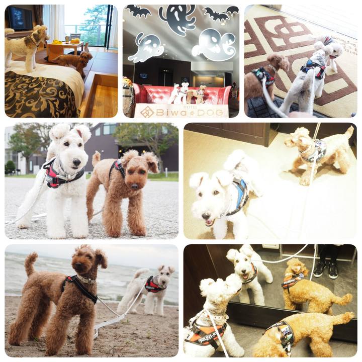 41c0d4ed 8bd9 4593 b334 e14954182e0f 1539440381746