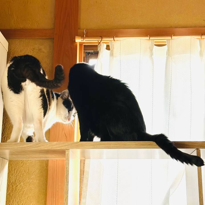 41c1437f 2685 4554 8e7b b095278495a9 1697418628423