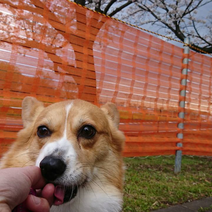 41c1ebe8 7fb0 43d6 ae56 1bf1ca53706b 1554187110859