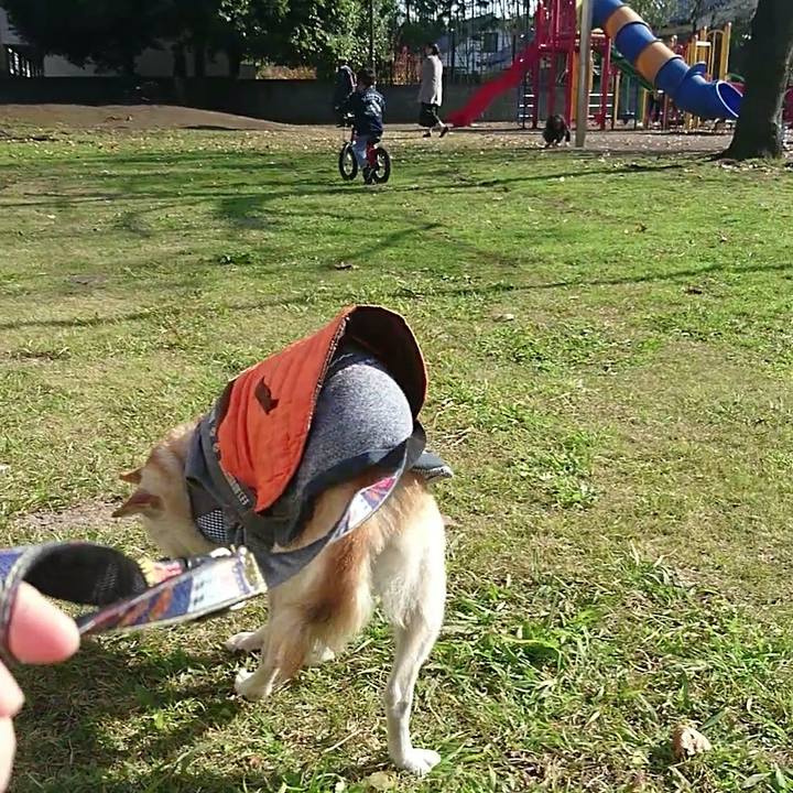 41c39c30 3015 4c30 b34a 4de1bf4b7ebf 1512303491078