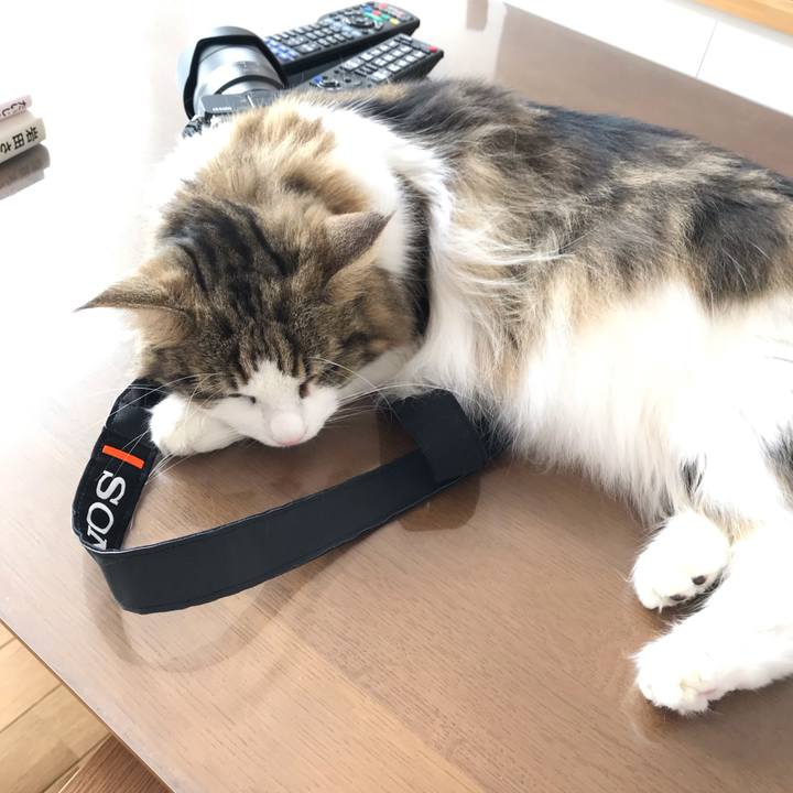 41c4520a 8dab 4375 ba8d c043cdd90073 1565664029615