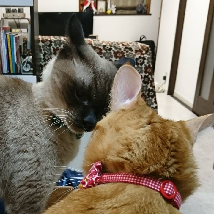 41c47213 85a7 45ba be82 b2744ffc0ec0 1511301042248