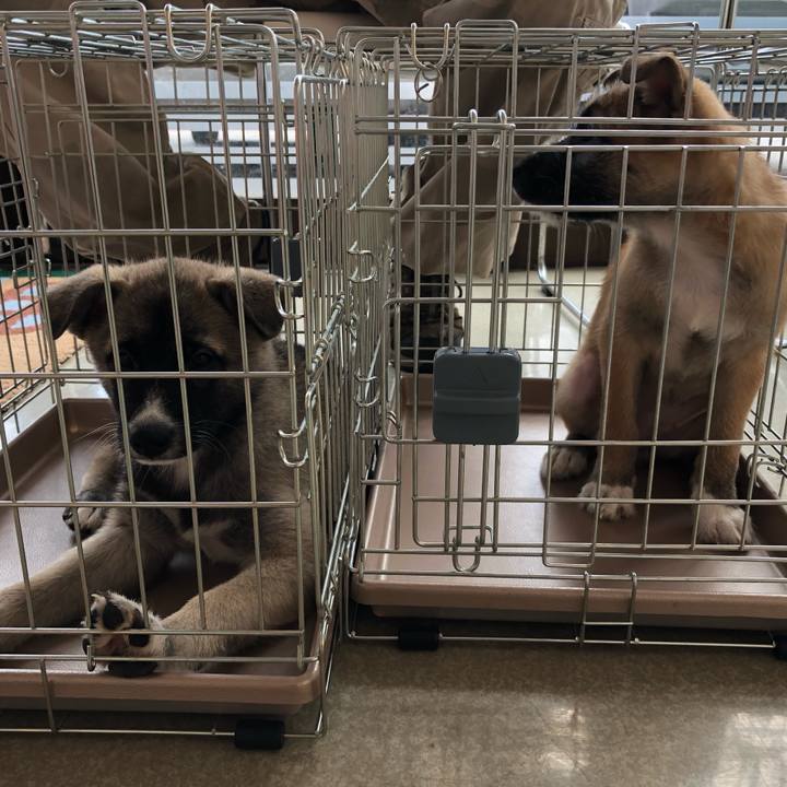 41c5a9c3 413f 413c 85c8 1ab0e932ad11 1565485360987