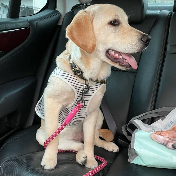 41c713d6 405e 41cb 93e8 81c3a43ae1ca 1621652753948