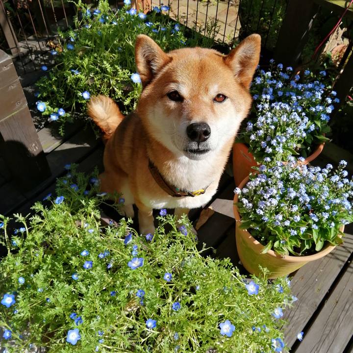 41c87f29 2875 49cf 8a14 bf1a885b936e 1586151858993