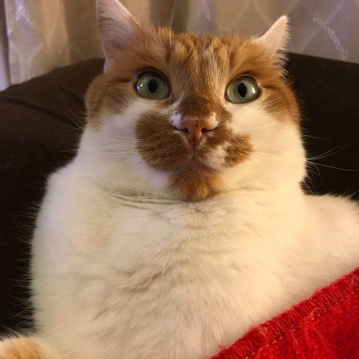 41c91ffc ca2d 42a6 83b7 8dfe697dd584 1514723689370