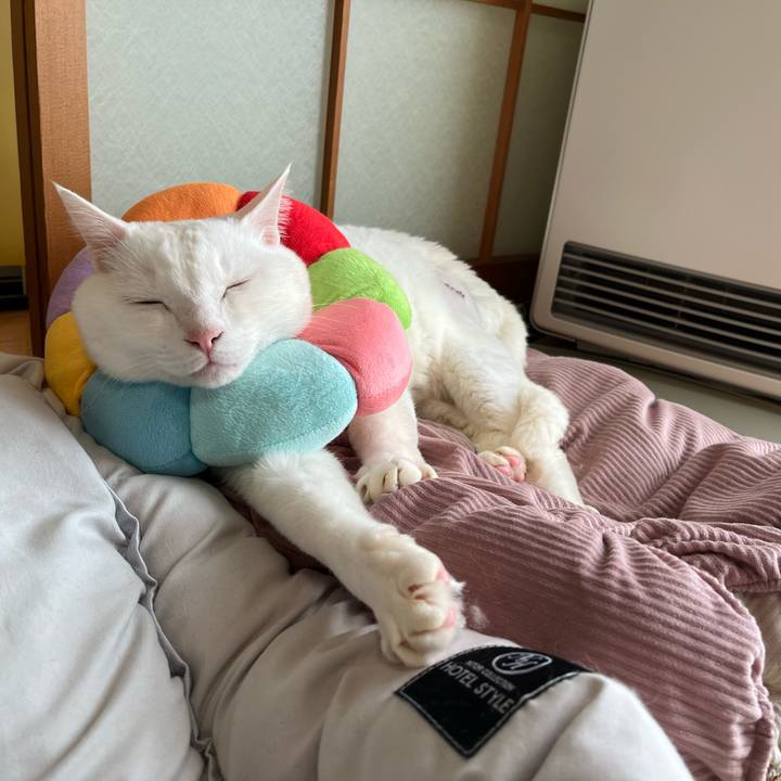 41cf581c 902e 4bd3 b4b5 16c087e1953f 1671952384668