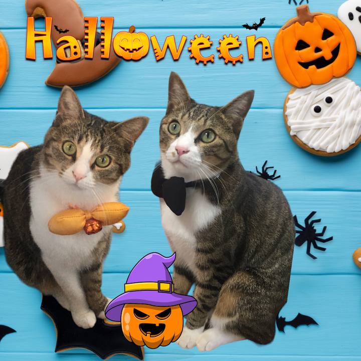 41d1012c 57f8 478f 9a0c 365fdef20ab1 1698233451874