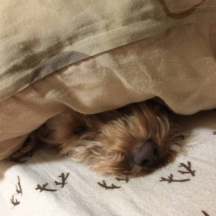 41d1c66d abec 44e8 82b5 05400c1b7188 1513632539243