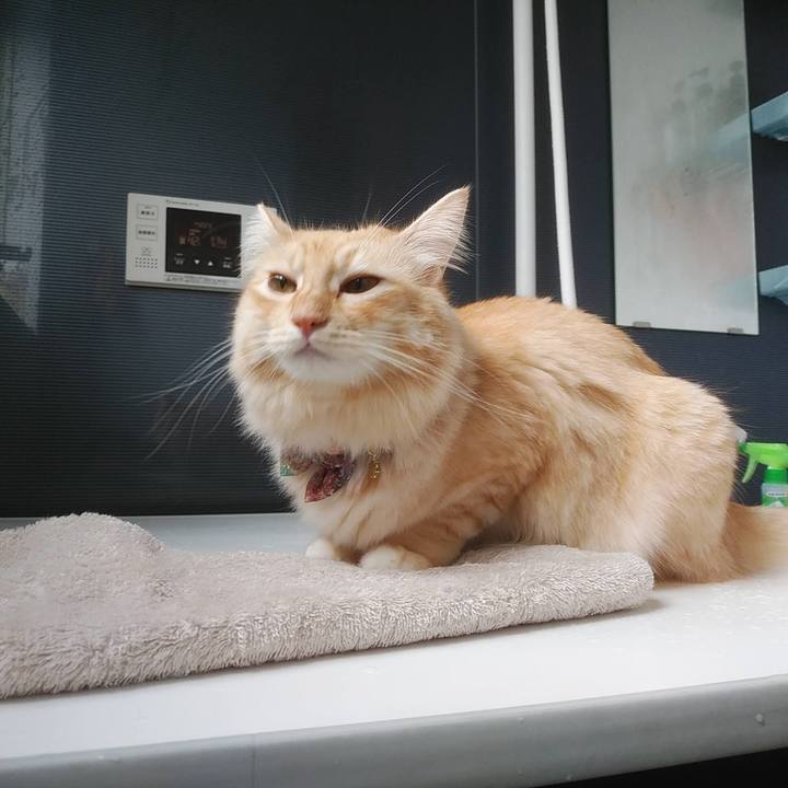 41d41cb0 f05c 44a1 9311 86bdb739036c 1634608723032