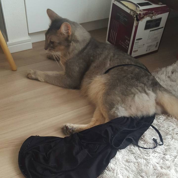 41d695d7 88af 4f9a 8ea7 af04d35b86df 1529722966495