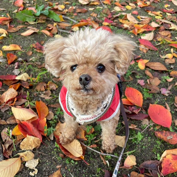 41db568c 5505 4fd6 aef2 dde0b20125d4 1763117899195