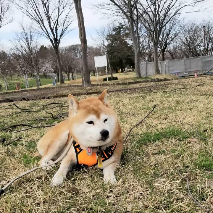 41dbb1e6 daf9 4a7b 94f9 42e508cf7daf 1617691822218