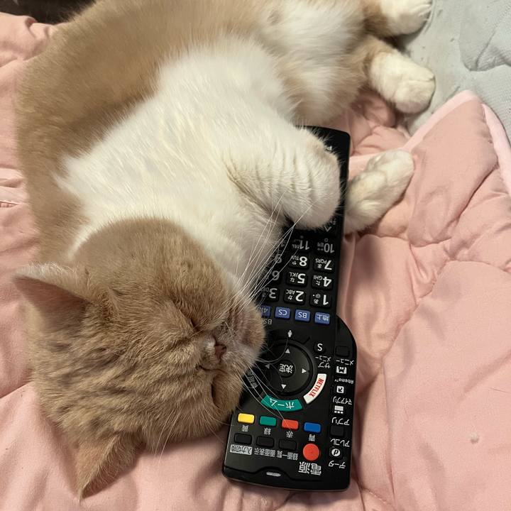 41dd2560 88b4 4788 9d45 f55a2af8ca64 1764061780352