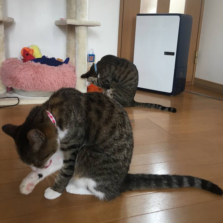 41e04656 7ee3 45b6 8e53 cd910aa75632 1693437685680