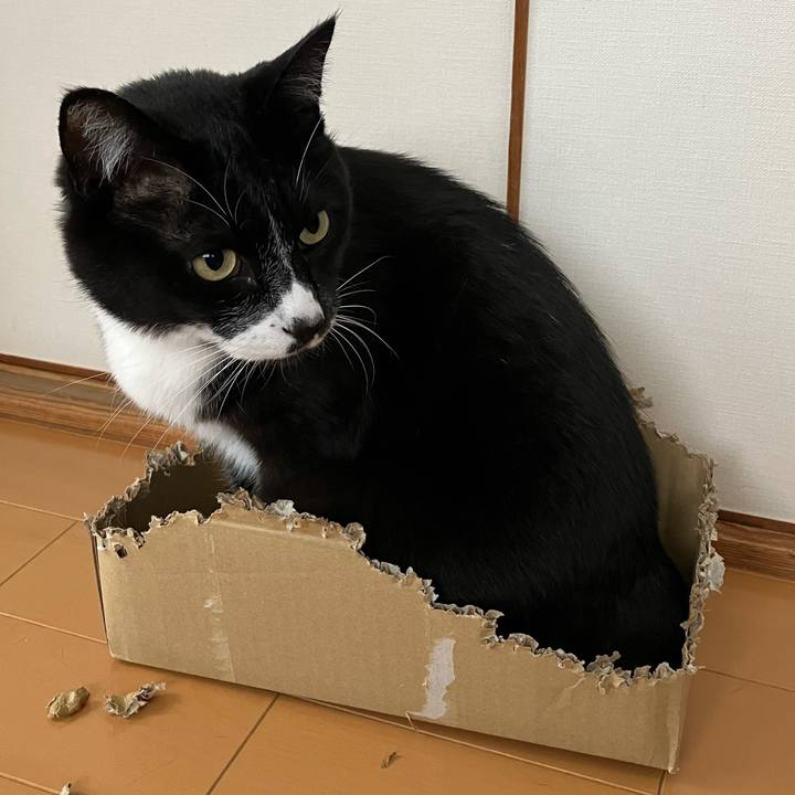 41e25cdd a0fe 444b 8e94 e9637e9fc054 1748062985508