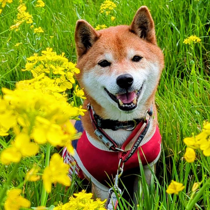 41e26cd9 be10 4a08 b958 004759edf34b 1743158360284