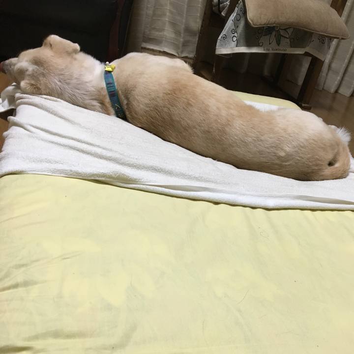 41e2aff8 6594 4e5a b31a 6a8dcc74d5d0 1531235015337