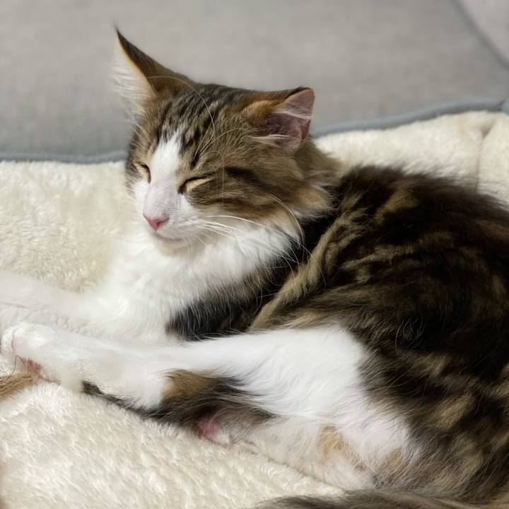 41e3ab2d 475d 456a a740 58a93896435a 1634638690235