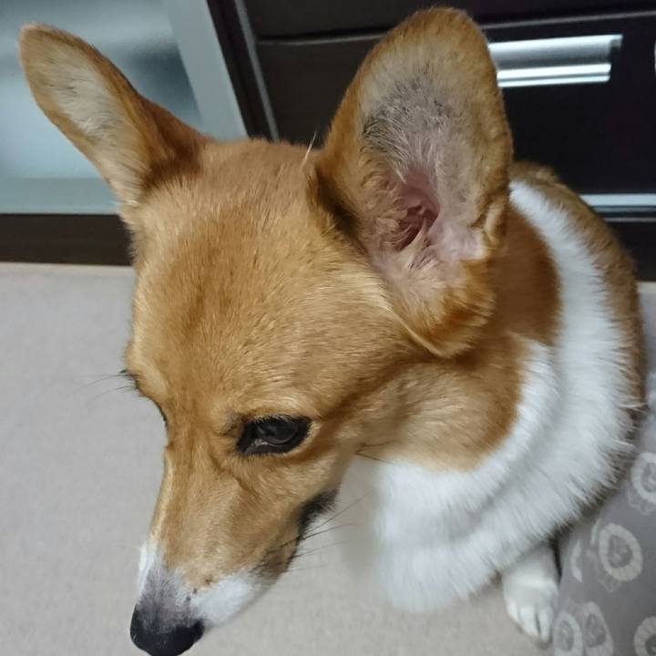 41ed3bb2 194c 407f 8ef6 c212f39109d2 1508578439558