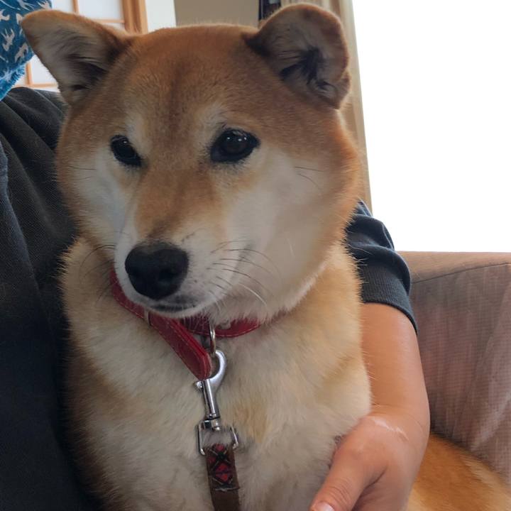 41ef4dd6 b4a3 49fb a1b4 ea6119ec21bb 1588129325397