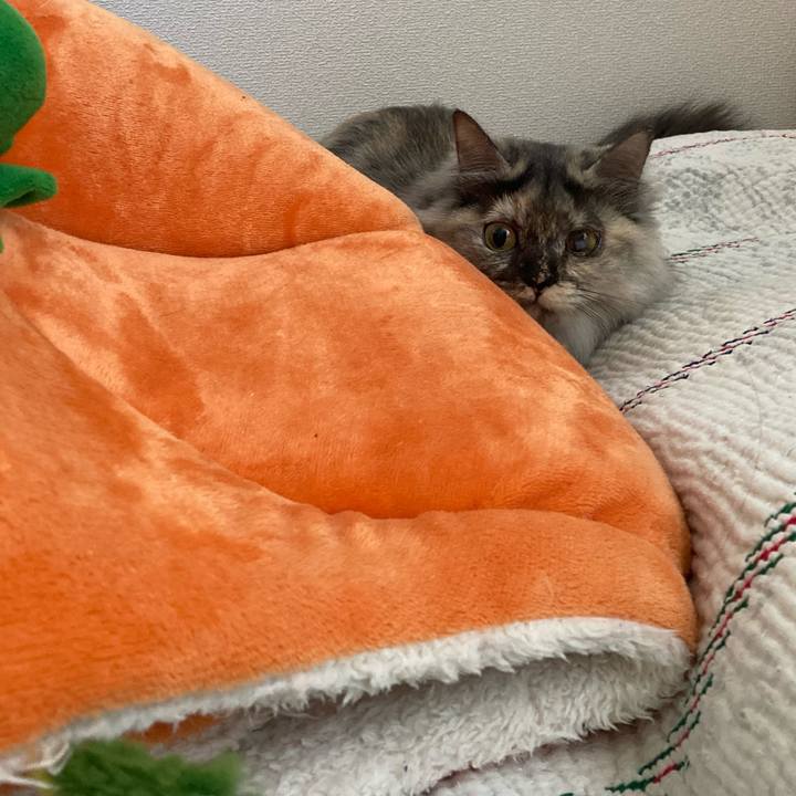 41f29fb1 8db7 4ac5 8ab0 c6b6e8c28600 1740277416505