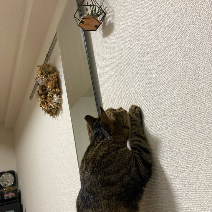 41f2a394 6afc 4269 b065 56a7c9f028ce 1595741898302