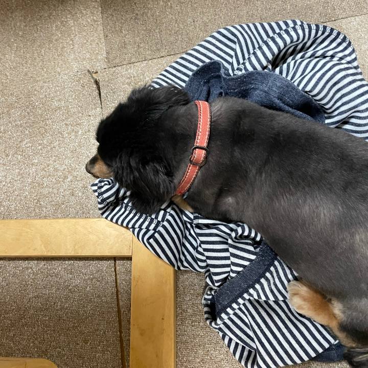 41f74493 334f 463a bd46 839e1878fb7c 1617196011219