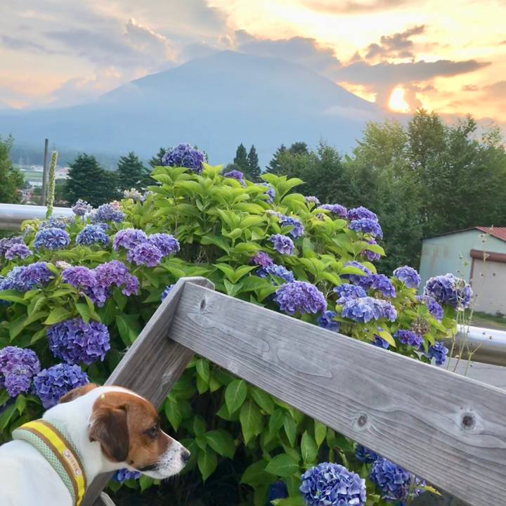 41f78315 abd1 4fa7 b07c 83983ecef3a7 1532165000518