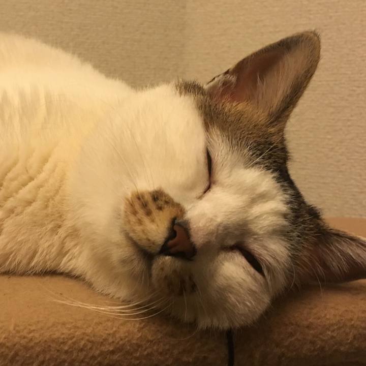 41f94c0c 8d98 4606 bda3 34ac9c4270e2 1523702469543