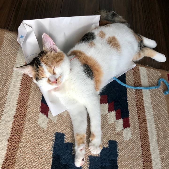 41fa1476 0949 4e9c 91c3 f8225fc355e5 1570946193250