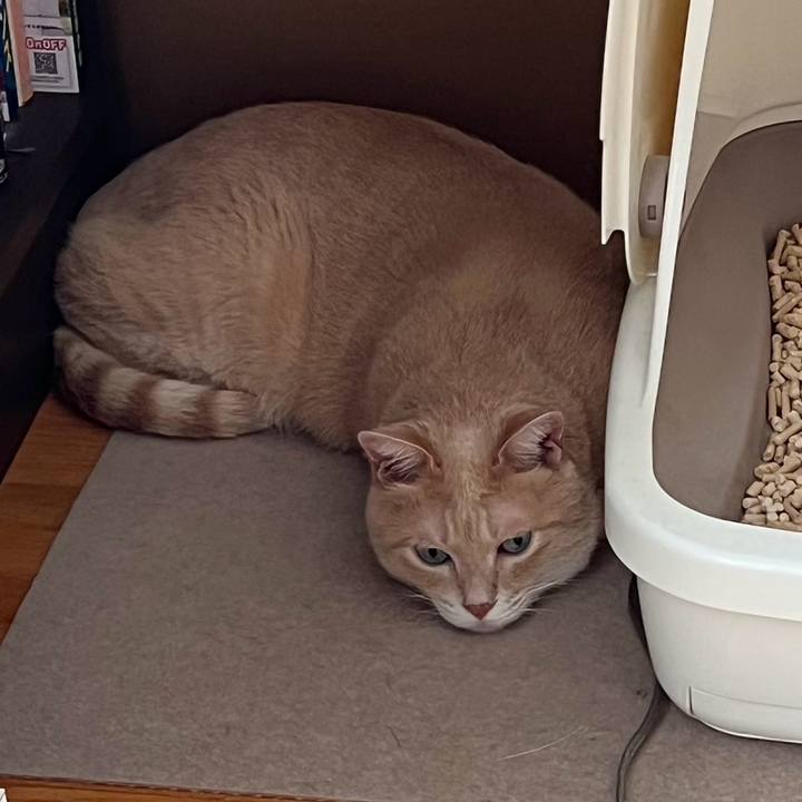 41fe52a6 a061 45ce b1bb 75e316412ed4 1762788457257