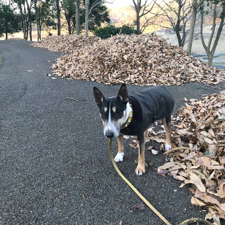 41ff2fa7 1a19 4542 84ca f7f0905f389f 1515572031460