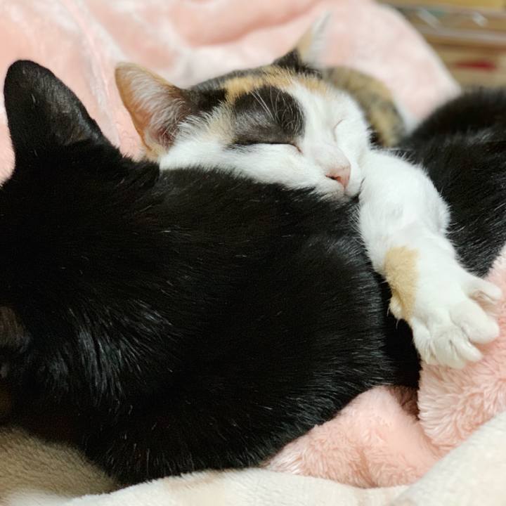 4201dc57 8f60 4733 bc46 f70e53b2a4c3 1544150932425