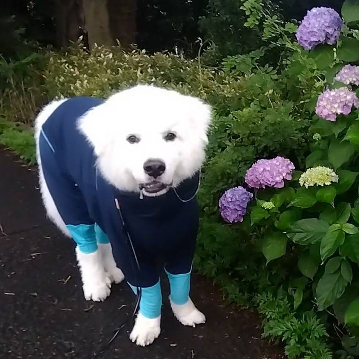 4202338a 628e 49b0 acfb 000f379768a7 1686607091322