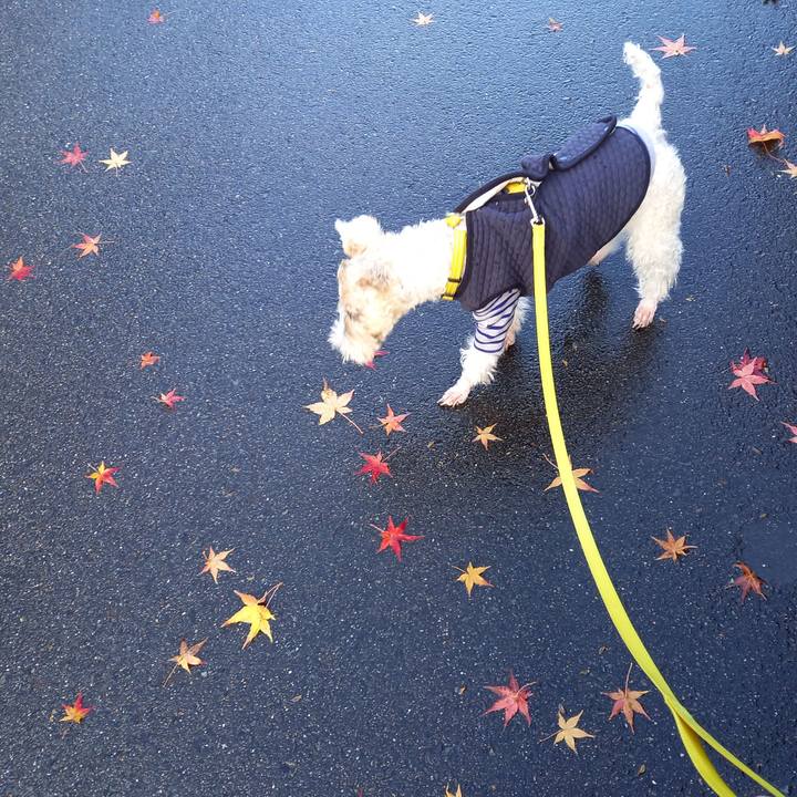 4202c291 e5a1 4a81 90ee e444472f0714 1637997682982