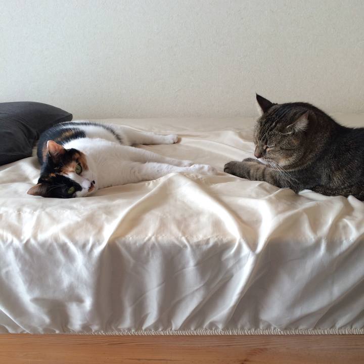 4202e851 3109 48a1 86b8 652d2c29fa22 1573360624050