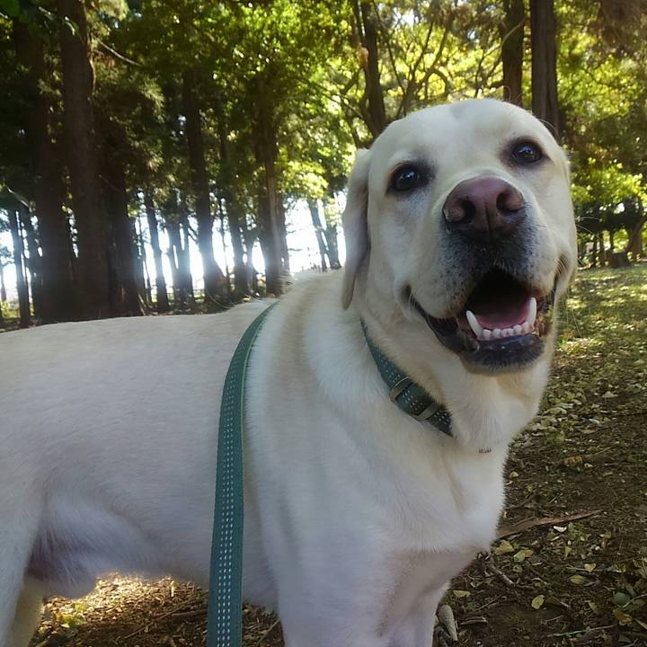 4203fbdc 415c 4568 976d 5b0a495b7d41 1510455254976