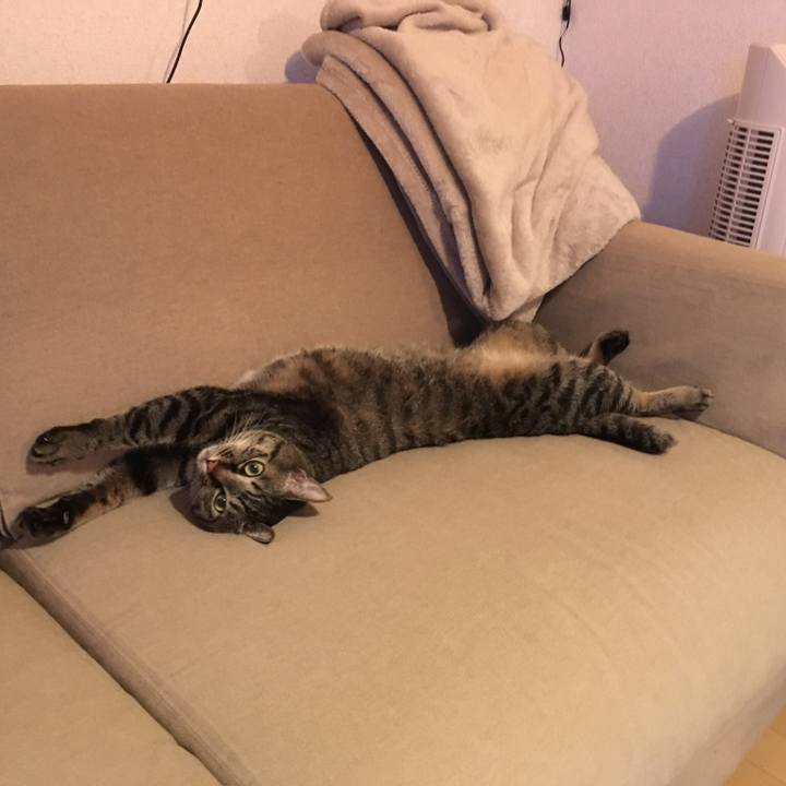 4203fe74 cce1 4499 a177 9857964d4593 1529244742400