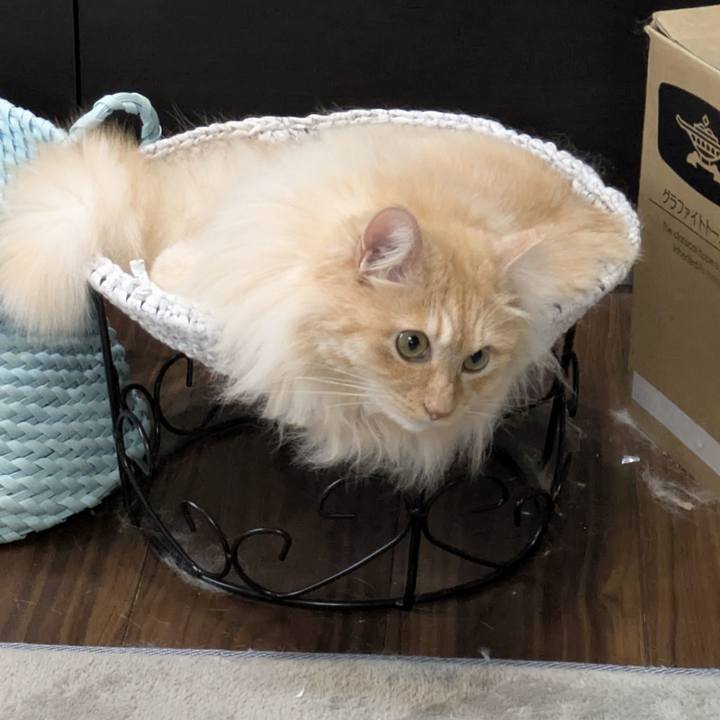 420485e9 c586 4ae0 ae00 76ad629179ec 1749803263650