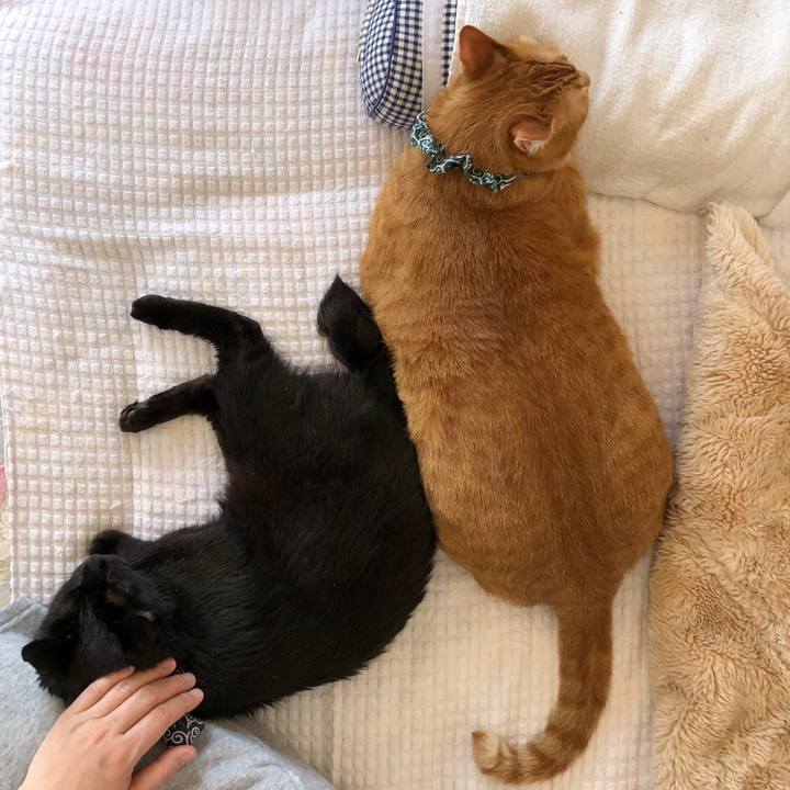 4204e797 7682 4586 9cf5 c5a186aff931 1585097397787