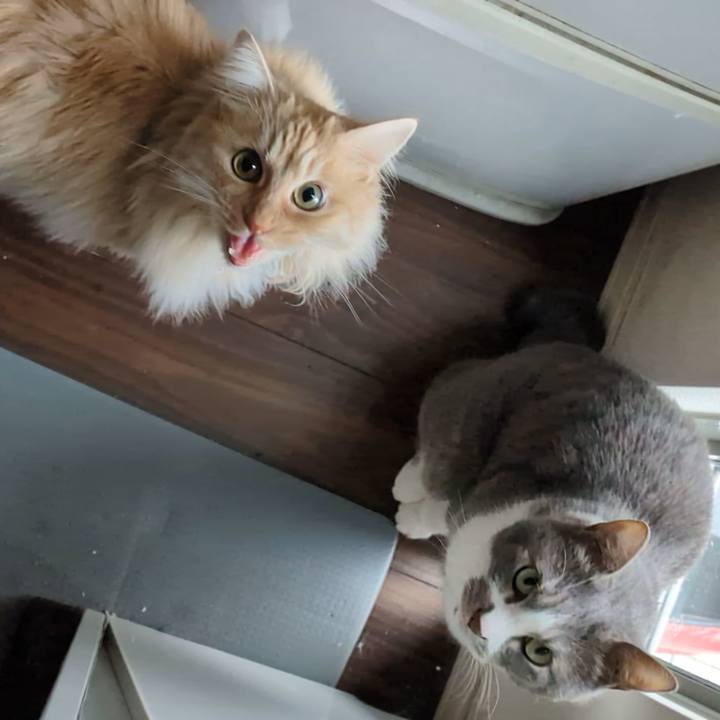 4206ee83 ac14 423f abd3 0c2703c9b07c 1775008589548