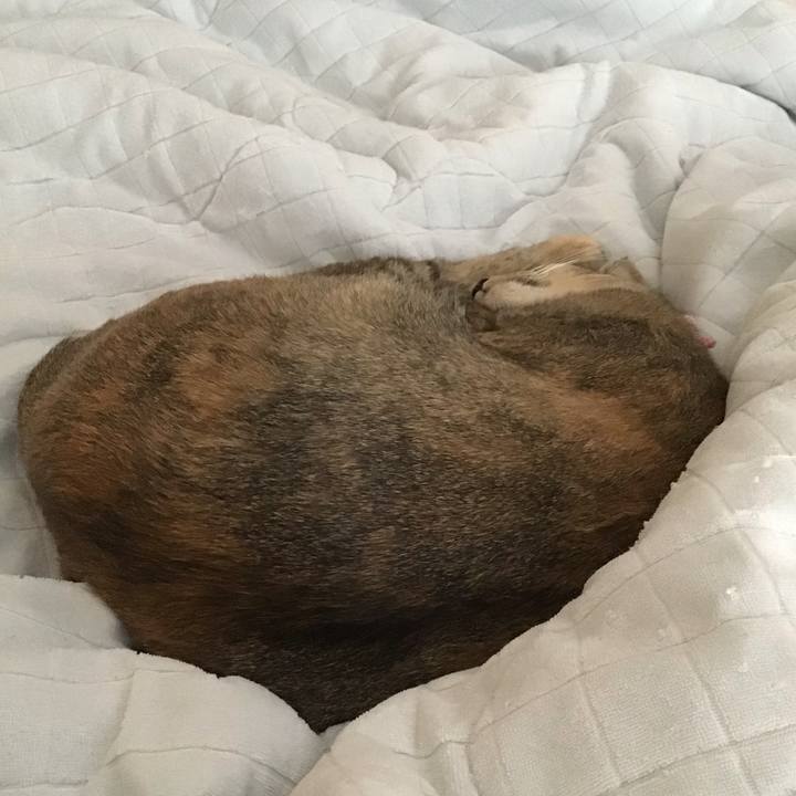 4206eecb 1a73 4b10 8400 ec72231887ae 1590032182201