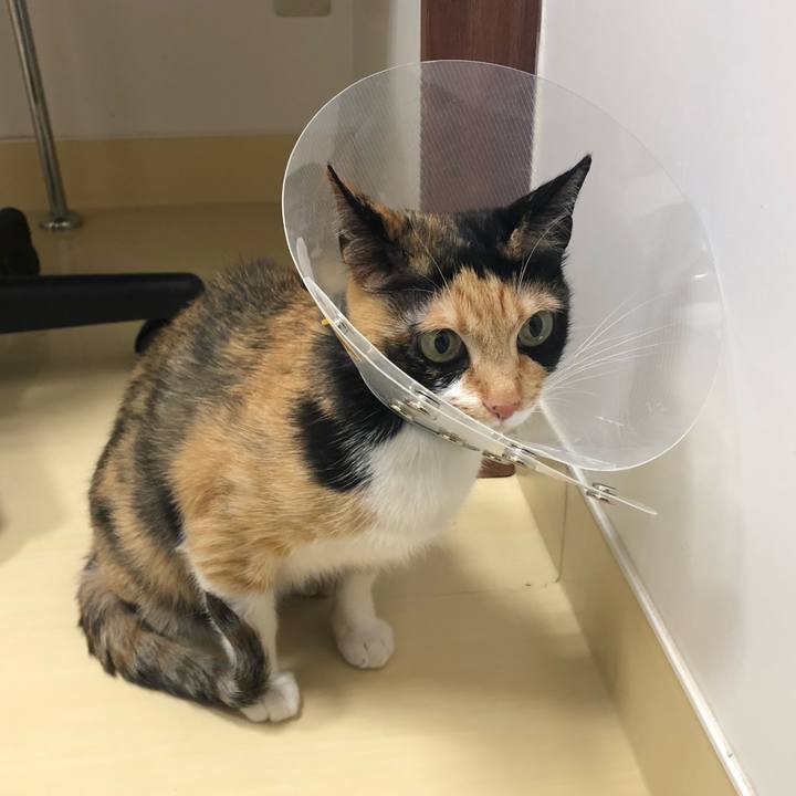 4207c145 5d4b 4b08 9c71 b6ec4b3c42e4 1556189840517