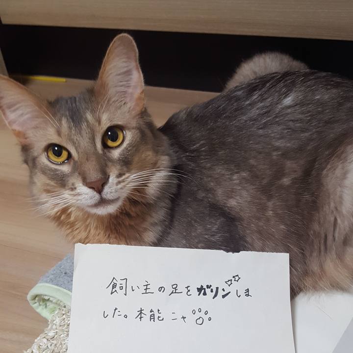 42081238 116c 4b58 b9f3 bbc5acb8ecdf 1580856952181