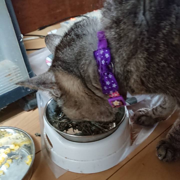 42090e25 f2dd 4847 856f e294a0f64e3f 1597030313523