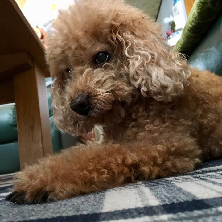 420f09d9 aa14 4e99 8374 e49d9d054cf6 1513129379646